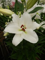 [4350 Tourega VZ No02.JPG]